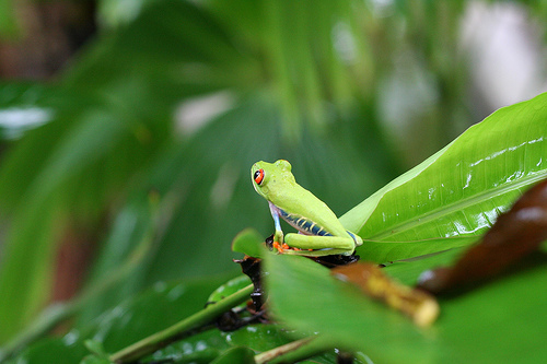http://www.redeyedtreefrog.org/wp-content/gallery/red-eye-tree-frog-pictures-and-photos/red-eyed-tree-frog-1.jpg