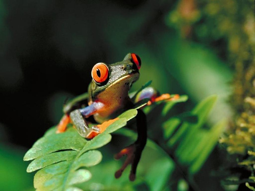 http://www.redeyedtreefrog.org/wp-content/gallery/red-eye-tree-frog-pictures-and-photos/red-eyed-tree-frog-2.jpg