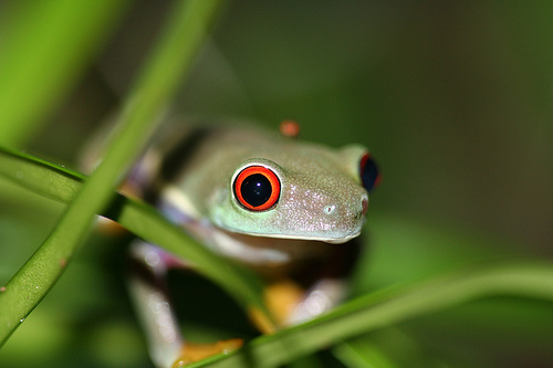 http://www.redeyedtreefrog.org/wp-content/gallery/red-eye-tree-frog-pictures-and-photos/red-eyed-tree-frog-4.jpg