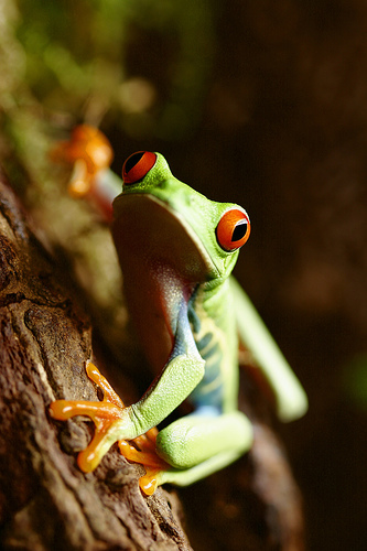 http://www.redeyedtreefrog.org/wp-content/gallery/red-eye-tree-frog-pictures-and-photos/red-eyed-tree-frog-5.jpg