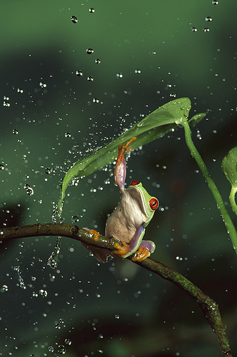 http://www.redeyedtreefrog.org/wp-content/gallery/red-eye-tree-frog-pictures-and-photos/red-eyed-tree-frog-6.jpg
