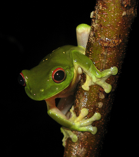 http://www.redeyedtreefrog.org/wp-content/gallery/red-eye-tree-frog-pictures-and-photos/red-eyed-tree-frog-7.jpg