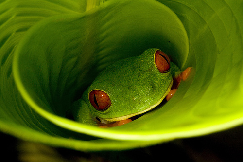 http://www.redeyedtreefrog.org/wp-content/gallery/red-eye-tree-frog-pictures-and-photos/red-eyed-tree-frog-hiding-3.jpg