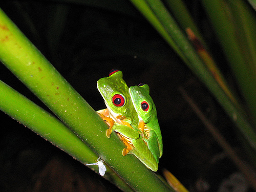 http://www.redeyedtreefrog.org/wp-content/gallery/red-eye-tree-frog-pictures-and-photos/red-eyed-tree-frog-mating-1.jpg