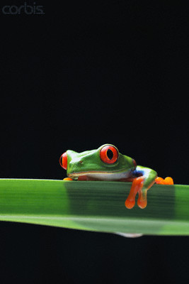 http://www.redeyedtreefrog.org/wp-content/gallery/red-eye-tree-frog-pictures-and-photos/red-eyed-tree-frog-photo-1.jpg