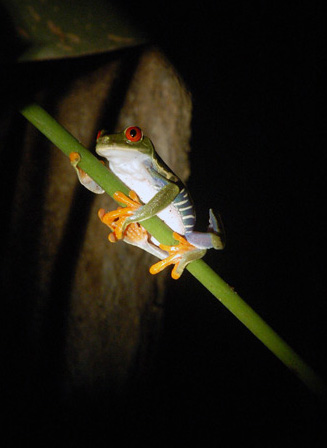 http://www.redeyedtreefrog.org/wp-content/gallery/red-eye-tree-frog-pictures-and-photos/red-eyed-tree-frog-photographs.jpg