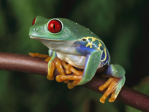 http://www.redeyedtreefrog.org/wp-content/gallery/red-eye-tree-frog-pictures-and-photos/red-eyed-tree-frog-picture-1.jpg