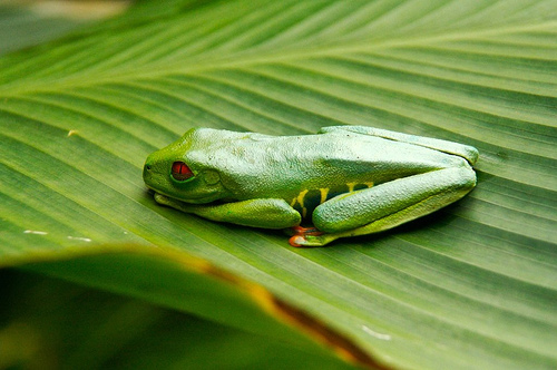 http://www.redeyedtreefrog.org/wp-content/gallery/red-eye-tree-frog-pictures-and-photos/red-eyed-tree-frog-protection-2.jpg