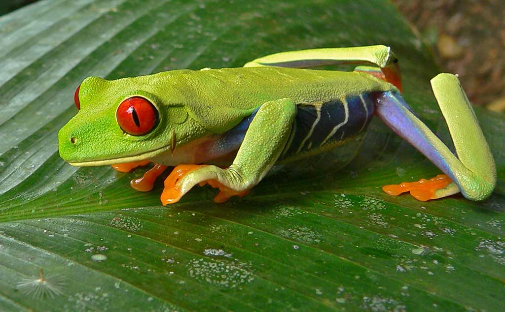 What are some facts about red-eyed tree frogs?